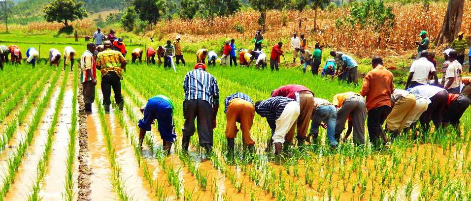 Agricultural Science